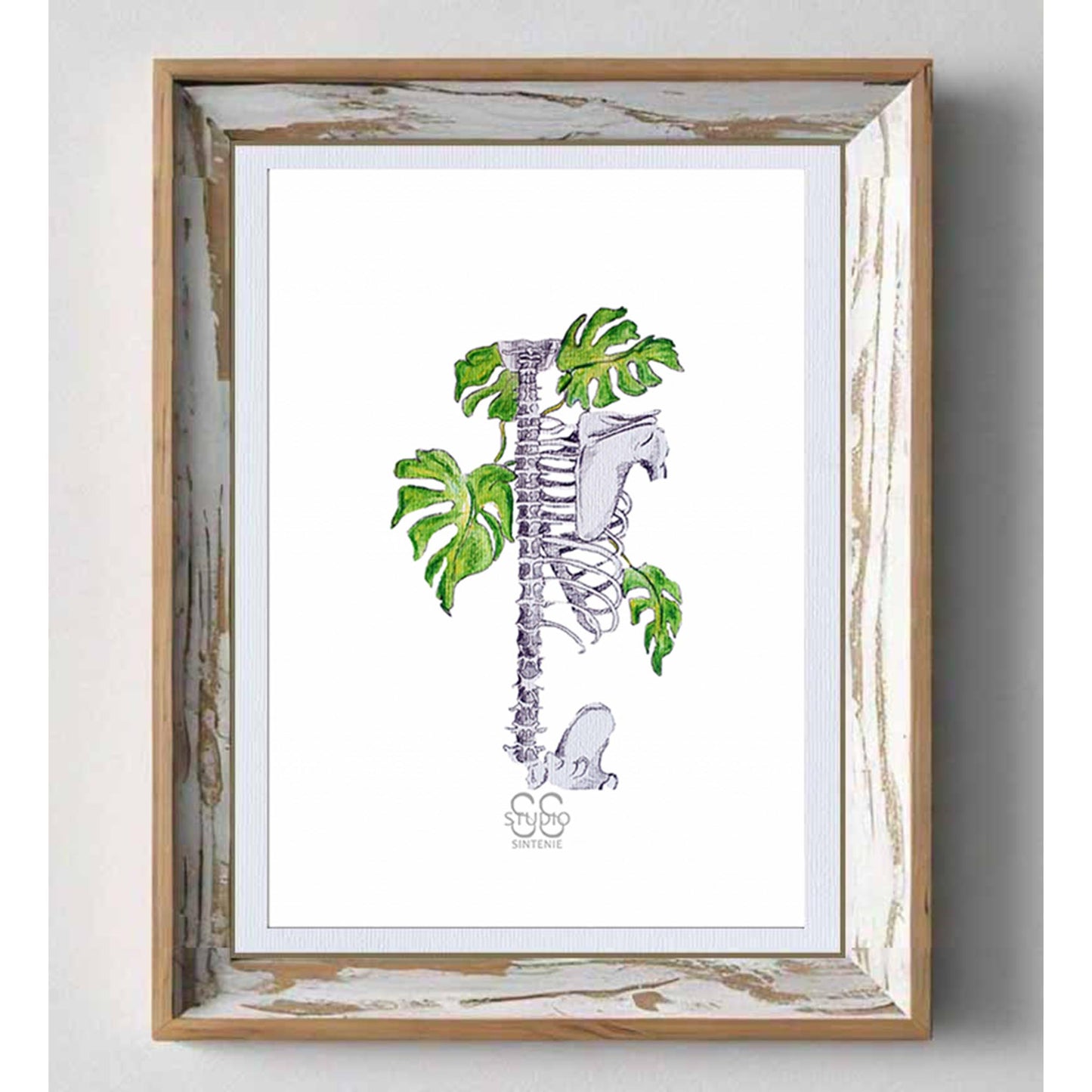 Monstera Skel